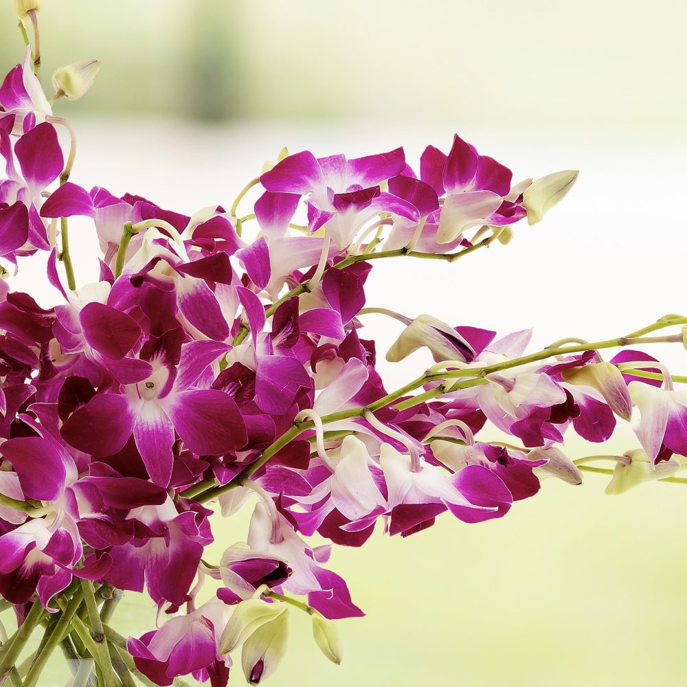 10 Beautiful Singapore Dendrobium Orchids for a Touch of Eastern Charm, They Come with Our 10-14-day Freshness Guarantee. - Image 4